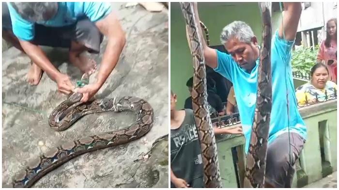 Sungai Musi Meluap, Ular Sanca Panjang 4 Meter Masuk Permukiman Warga 3–4 Ulu Palembang