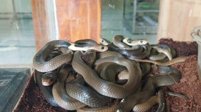 Inilah Ular Paling Mematikan Karena Bisanya, di Indonesia Sudah Makan Banyak Korban, Akibatnya Fatal