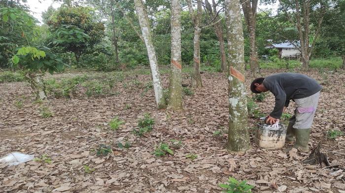update-harga-karet-di-empat-lawang-sabtu-11-feb-2023.jpg