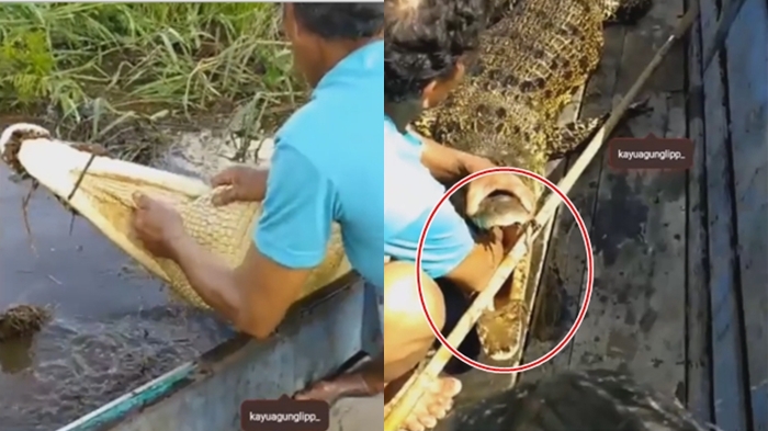 video-warga-tangkap-buaya-dengan-tangan-kosong.jpg