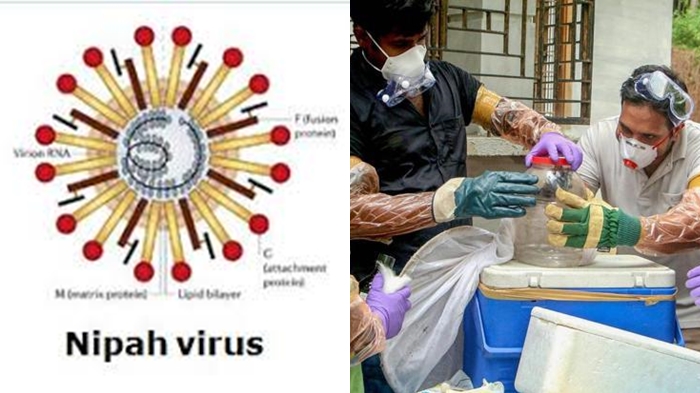 virus-nipah2_20180524_150706.jpg