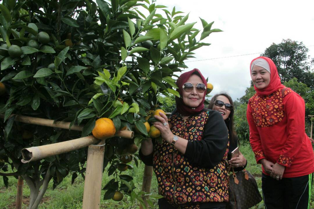 wisata-petik-jeruk-1_20170512_212037.jpg
