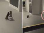 2-ekor-tikus-berkelahi-di-hadapan-seekor-kucing-berwarna-putih.jpg