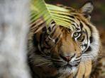 3-harimau-berkeliaran-di-kebun-kopi-minggu-siang-berikut-7-kasus-teror-nenek-gunung-terkam-2-warga.jpg