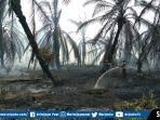 50-hektar-lahan-kebun-sawit-terbakar.jpg