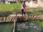 Tips Budi Daya Ikan Patin untuk Pemula dari Polsek Pemulutan Ogan Ilir Sumsel