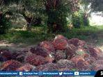 Harga Sawit atau TBS di Kabupaten OKU Sumsel Naik Menjadi Rp 2.085 Per Kg di Tingkat Pabrik