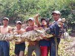 Buaya-berukuran-3-meter-ditangkap-warga-di-Sungai-Lempuing.jpg