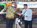 Direktur-Utama-PT-Pusri-Palembang-Tri-Wahyudi-Saleh-menyerahkan-bantuan-hewan-kurban.jpg
