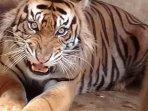 Harimau-Sumatera-Monang-Barumun.jpg