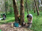 Harti-salah-seorang-petani-karet.jpg
