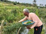 Herman-salah-seorang-petani-cabai-di-Kabupaten-Musi-Rawas-Mura-Sumsel.jpg