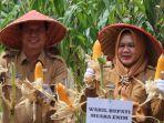 Dukung Swasembada Pangan, Wabup Muara Enim Ir Hj Sumarni Laukukan Panen Raya Jagung Hibrida