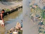 IKAN-MATI-di-sungai-keleker-prabumulh-2.jpg