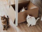Ilustrasi-3-ekor-kucing-berada-dalam-kardus.jpg