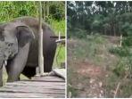 Warga Tri Anggun Jaya Musi Rawas Kembali Diteror, 30 Gajah Kembali Ngamuk Hancurkan Kebun dan Pondok