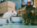 Ilustrasi-kucing-dikasih-makan.jpg