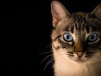 Ilustrasi-kucing-mata-kucing.jpg