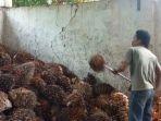 Kelapa-sawit-cpo.jpg