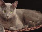 Kucing-Russian-Blue.jpg