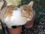 Kucing-pipis-di-atas-pot-tanaman.jpg