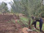 Lahan-milik-Pak-Senan-warga-Pagar-Alam-yang-sudah-ditanami-pohon-Kurma-jenis-Barhee.jpg