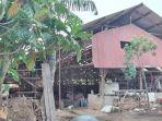 Lokasi-peternakan-Lembu-Sako-Kenten-Palembang-Provinsi-Sumsel.jpg