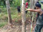 Lokasi-temuan-tulang-belulang-kerangka-manusia-di-PALI-2.jpg