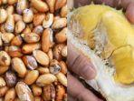 Manfaat-Biji-Durian-Bisa-Obati-7-Penyakit-Berbahaya.jpg