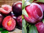 Manfaat-Plum.jpg