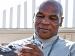 Mike-Tyson-sangat-menyukai-burung-dara.jpg