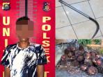 Nekat Panen Liar, Pria di PALI Ditangkap Saat Curi Puluhan Tandan Sawit