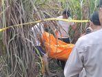 Geger Penemuan Mayat Wanita di Kebun Tebu Ogan Ilir, Identitas Terungkap