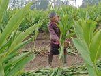 Paing-menunjukkan-kebun-lengkuas-atau-Laos-yang-kembali-subur-pasca-kemarau-Kamis-16112023.jpg