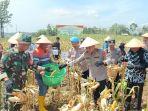 Dukung Swasembada Pangan, Polres Muara Enim Gelar Panen Raya Jagung Serentak 
