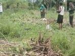 Harga Ubi Kayu di Ogan Ilir Turun Menjadi Rp 1.500 Per Kilogram