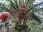 Harga Sawit di OKI Naik, Dihargai Rp 2.700 Per Kilogran Ukuran Besar dan Rp 2.400 Ukuran Sedang