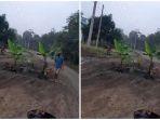 Kesal Jalan Lintas Sekayu-Lubuklinggau Rusak tak Kunjung Diperbaiki, Warga Tanam Pisang Hingga Nanas