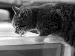 Penyebab-Kucing-Suka-Minum-di-Toilet.jpg