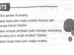 Perhatikan-gambar-di-atas-buku-ESPS-IPAS-Kelas-6-Halaman-16.jpg