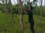 Petani-Karet-di-Pali-Lesu-Harga-Turun.jpg