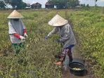 Petani-memanen-cabai-di-lahan-terendam-air-di-Desa-Pulau-Negara-Kecamatan-Pemulutan-Barat-1.jpg