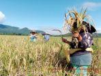 Stok Melimpah, Petani di Kabupaten Musi Rawas Sumsel Tolak Rencana Indonesia Impor Beras dari Cina