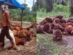Petani-sawit-di-Kecamatan-Semidangaji-OKU-tengah-memanen-buat-sawit.jpg