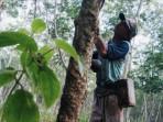 Petani-sedang-menyadap-karet.jpg