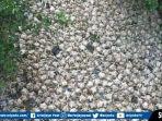 BREAKING NEWS: Ribuan Ekor Buntang Ayam Dibuang di Sungai Desa Sungai Pinang Muara Lakitan Musirawas
