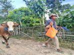 Salah-satu-peternak-hewan-sapi-yang-menarik-sapi.jpg