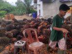 Harga Sawit Hari Ini di Kabupaten Empat Lawang Sumsel Naik Jadi Rp 2.300 Per Kilogram