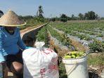Salah-seorang-petani-sayuran-jenis-terong-di-Kelurahan-B-Srikaton-Kecamatan-Tugumulyo.jpg