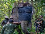 Sejumlah-Mahout-pawang-memasangkan-kalung-GPS-GPS-Collar-pada-leher-Gajah.jpg